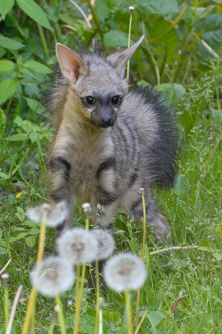 One of three cubs - southern aardwolf