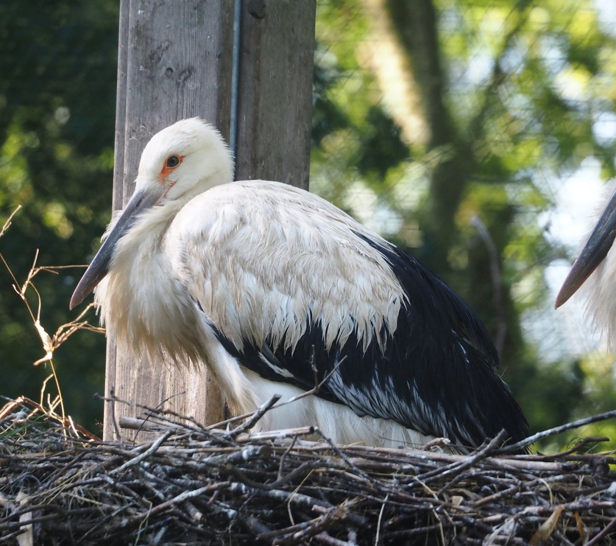 One of three juvenile Oriental white storks (Ciconia boyciana) hatched this year, 2024-07-14