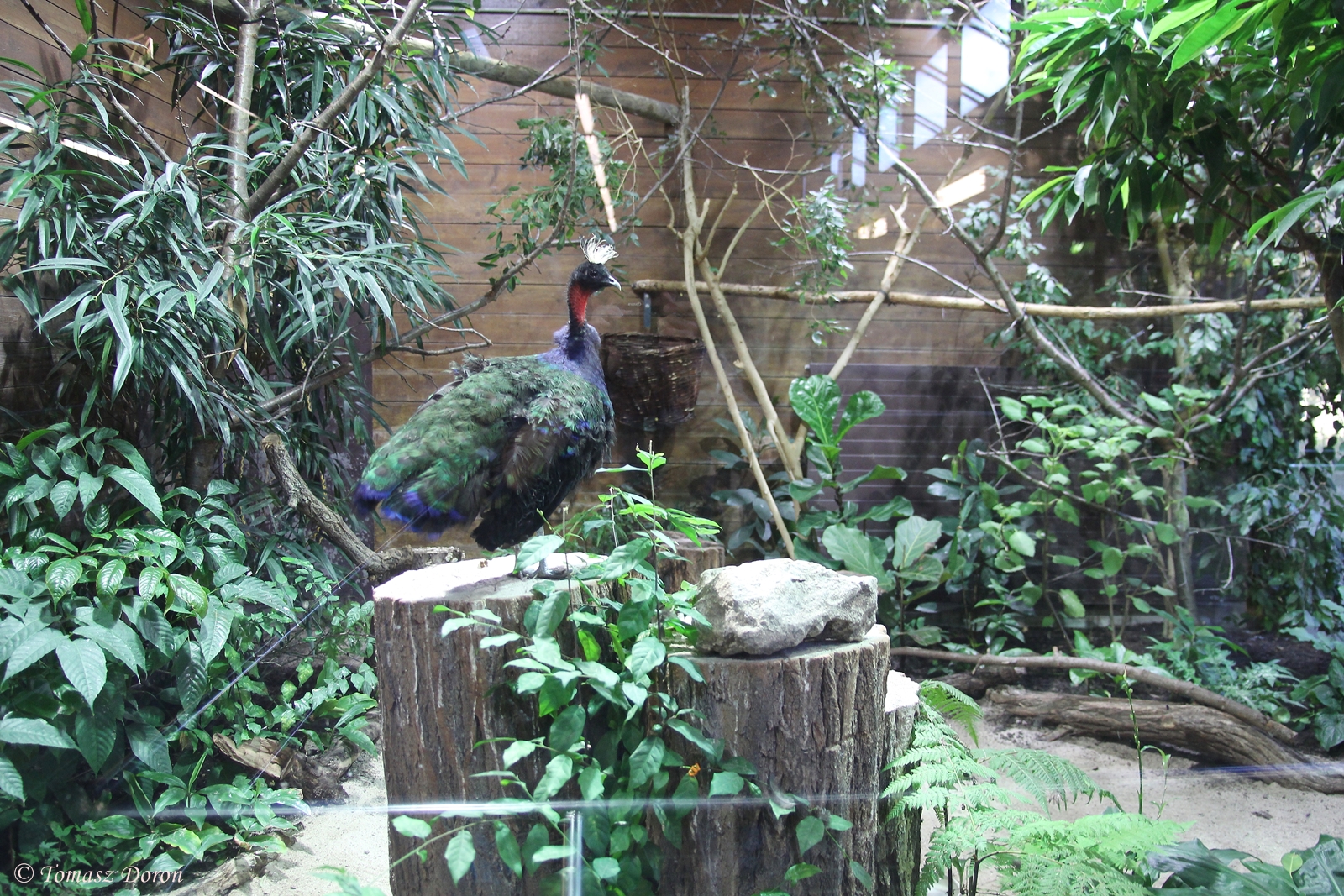 One of two aviarys for Congo Peacocks, October 2014