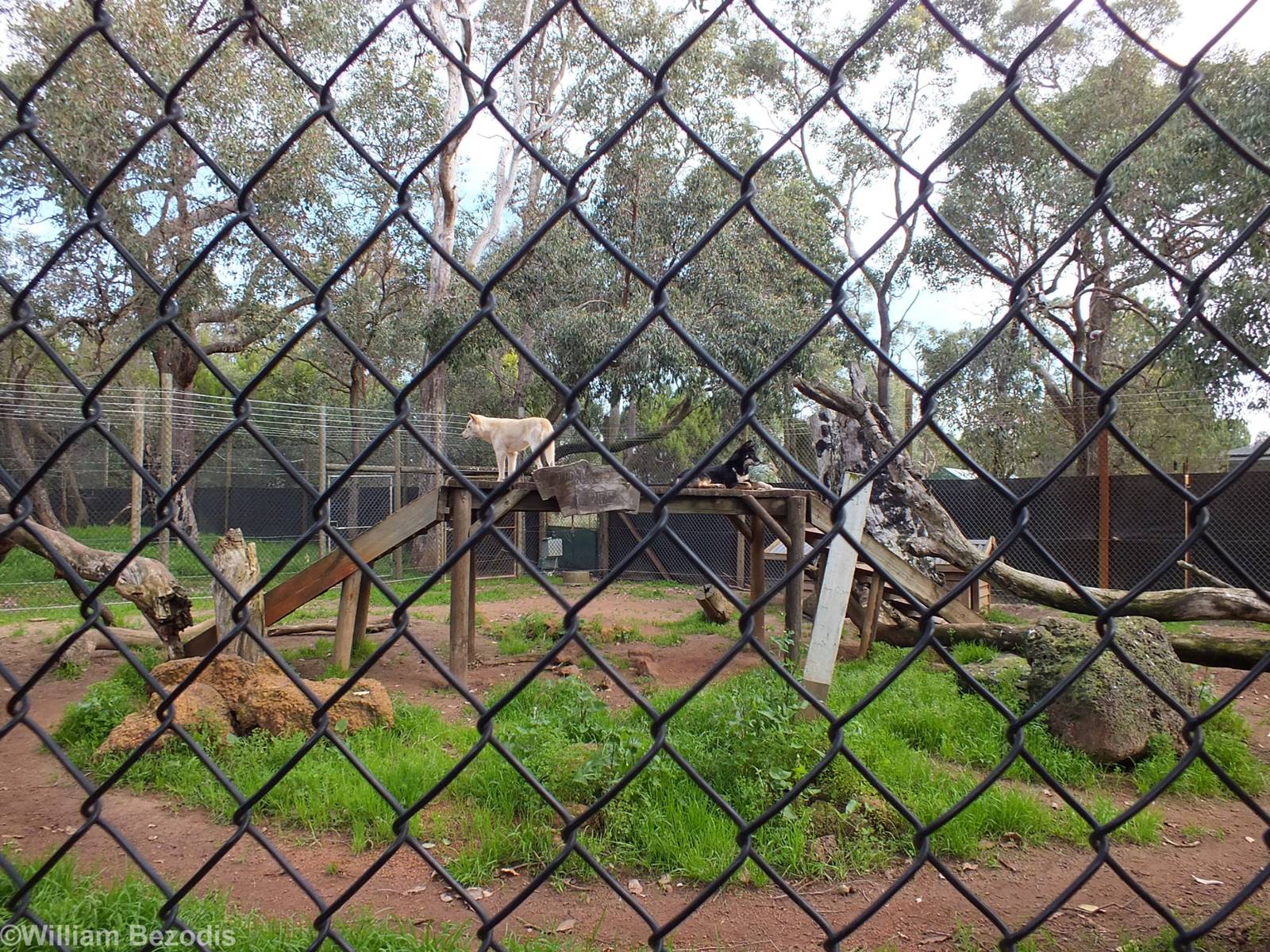 One of Two Dingo Enclosures - Caversham Wildlife Park