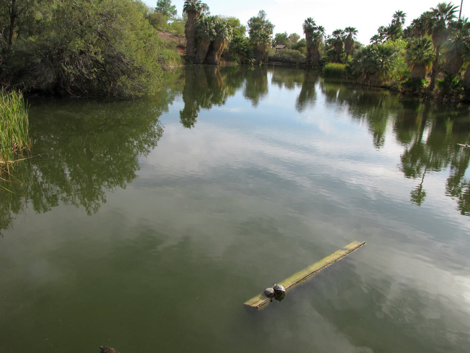 One of Two Large Lakes Along Entry Bridge