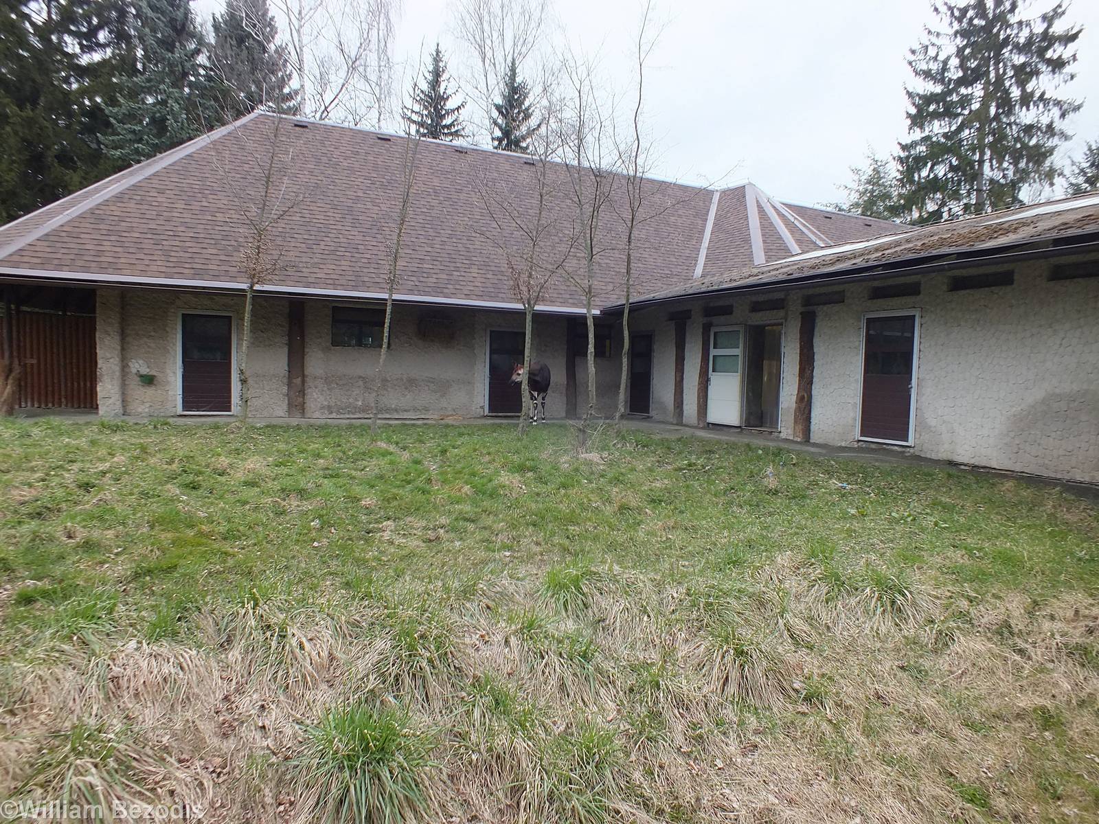 One of two Outdoor Okapi Enclosures