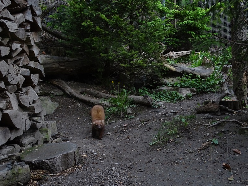One of two pine marten enclosures in the Marderhaus