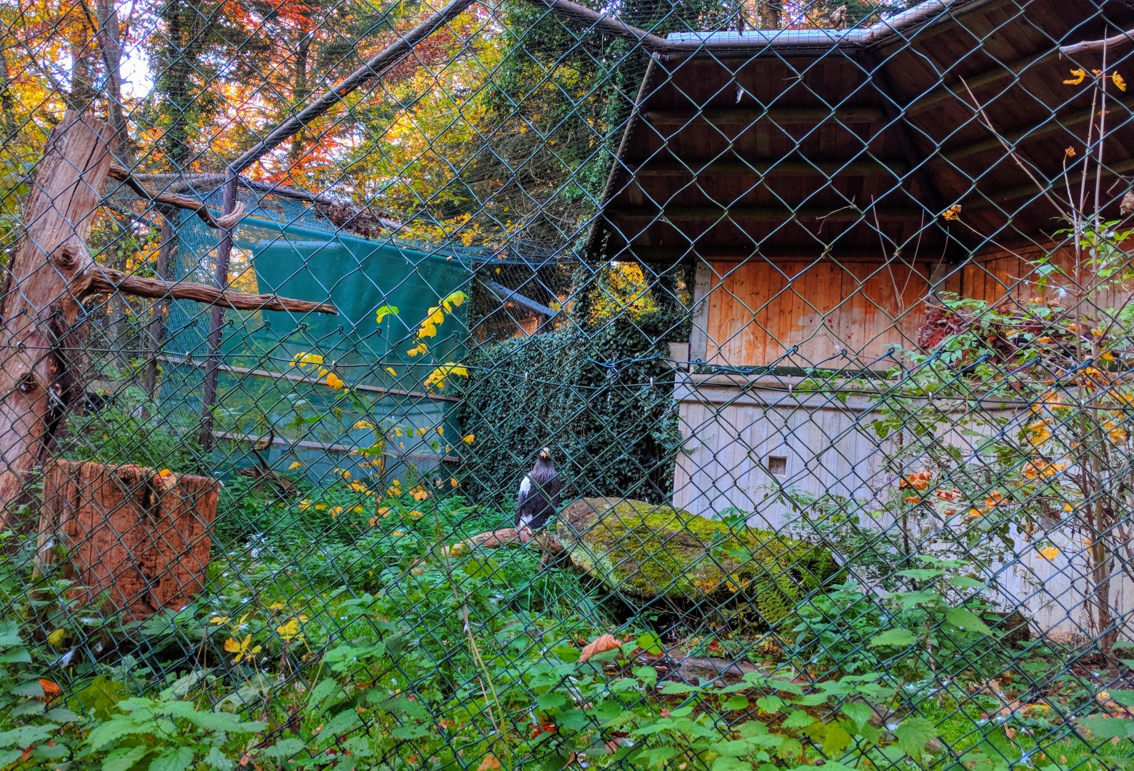 One of Two Stellers Sea Eagle Aviarys