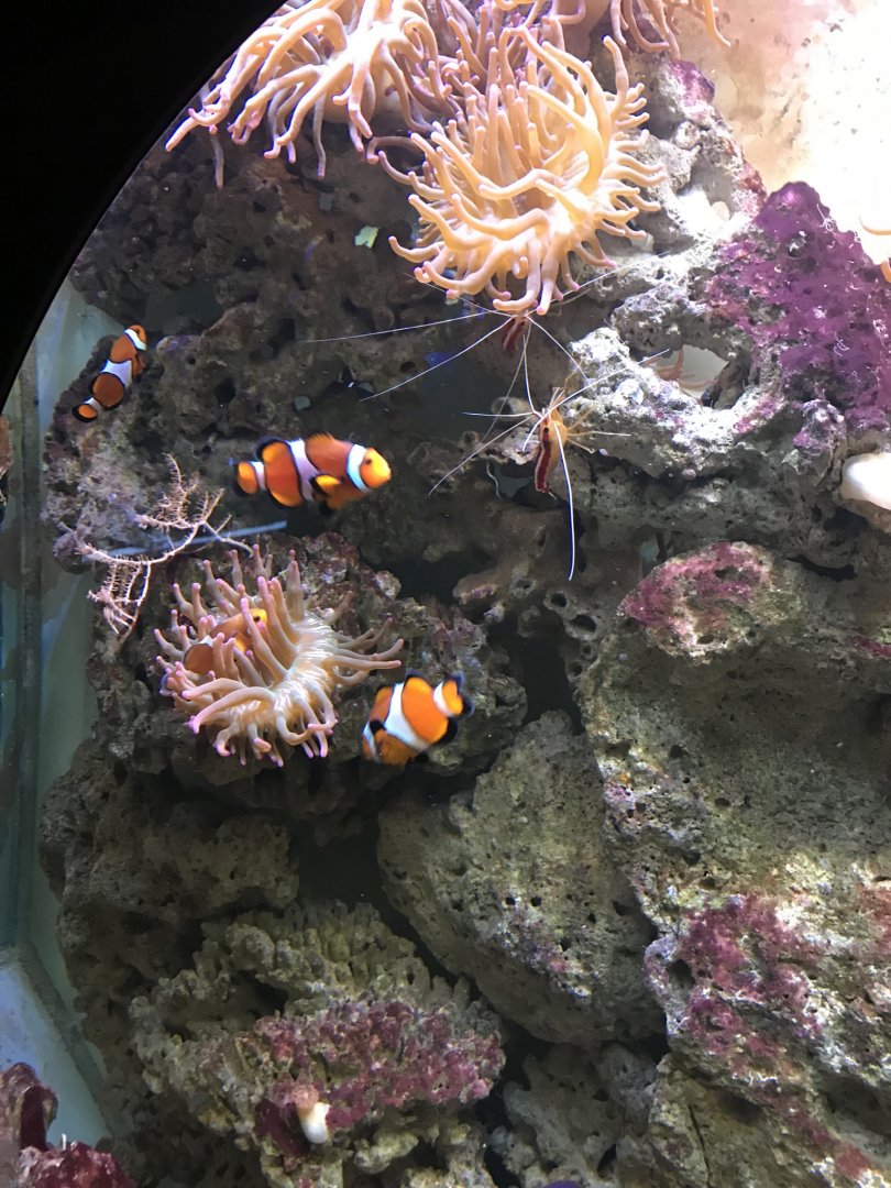 One of Universeum's Reef Tanks