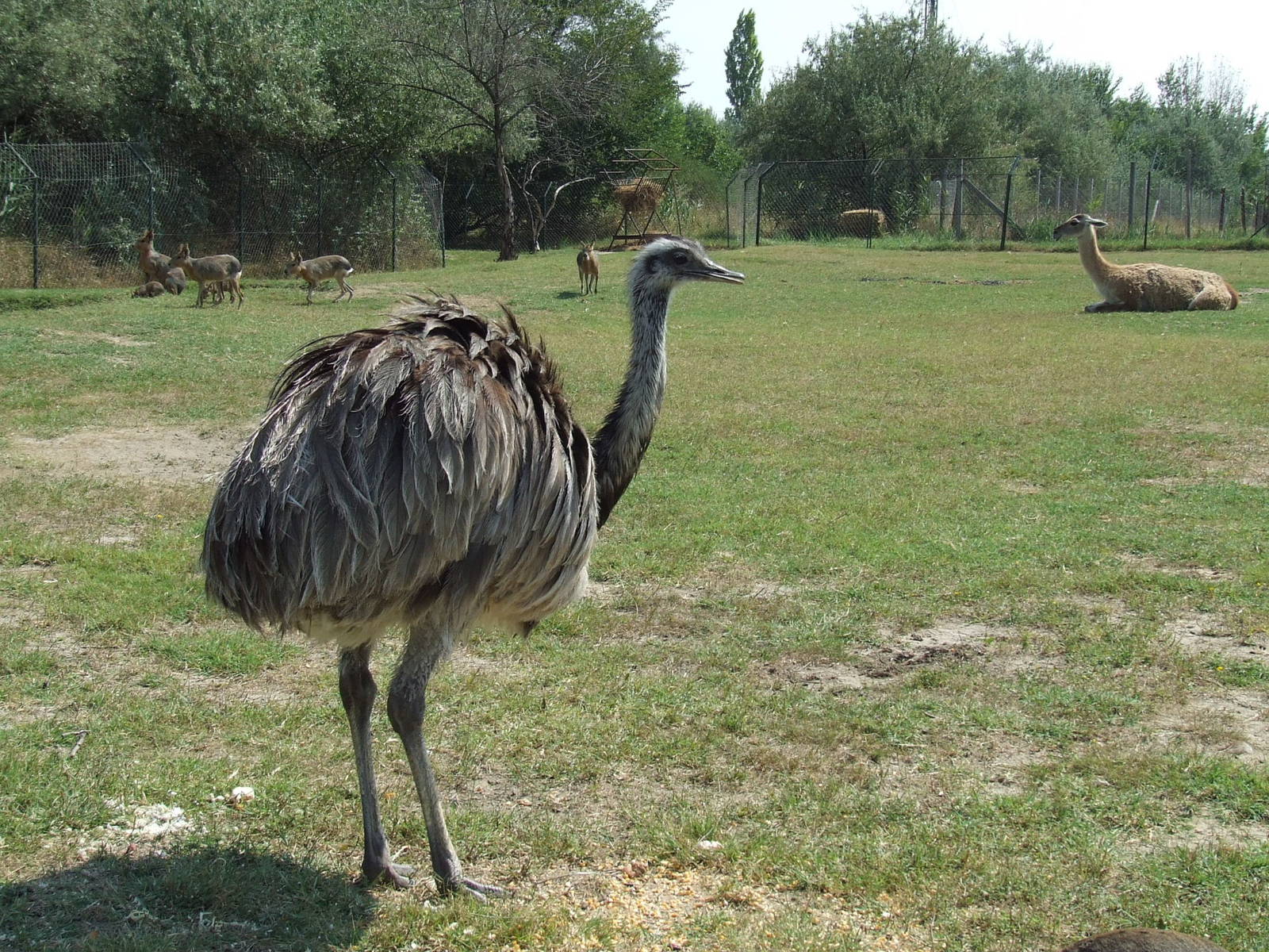One part of the Pampa exhibit @ Szeged Zoo, Hungary