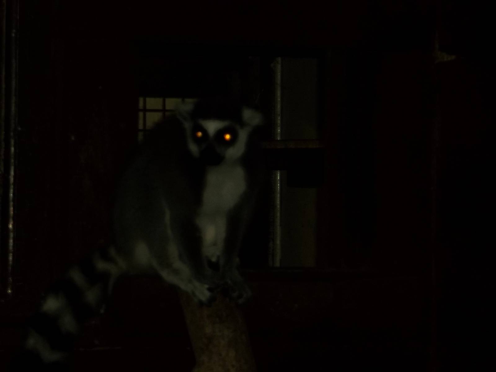 One Ring-tailed Lemur yet to retire for the evening, 7th November 2014