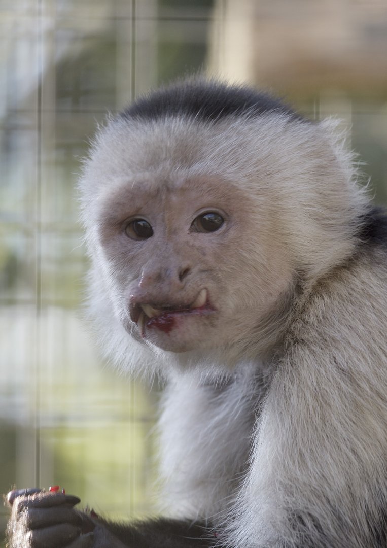 One scary monkey (white-throated capuchin)
