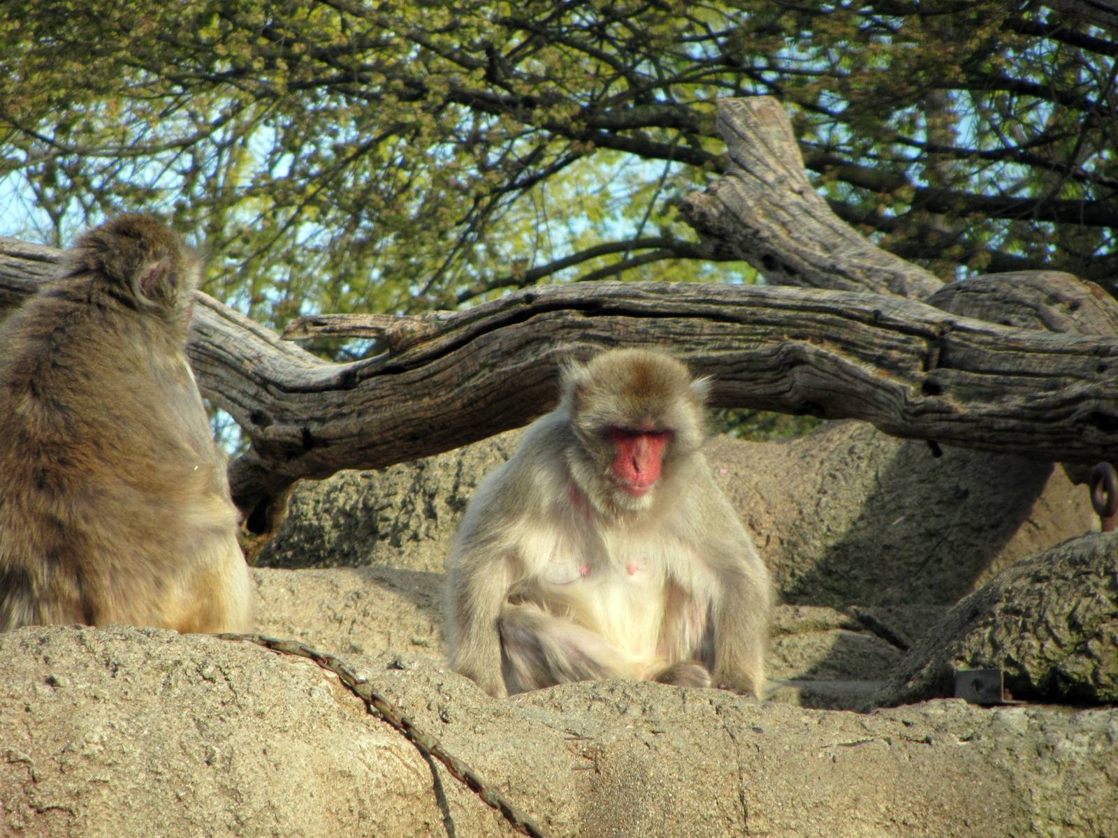 One Serious Japanese Macaque