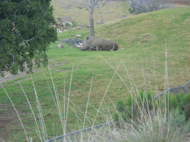 One-seventh of the northern white rhino population