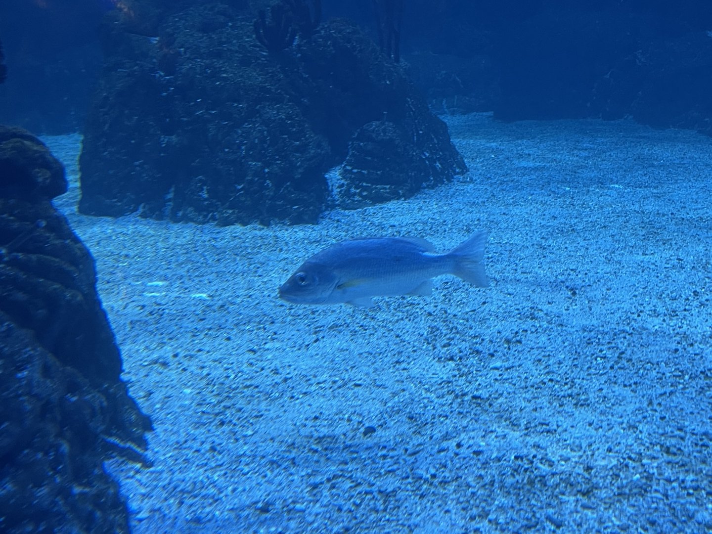 one-spot snapper (lutjanus monostigma) (1)