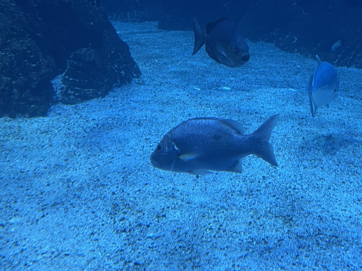 one-spot snapper (lutjanus monostigma) (2)