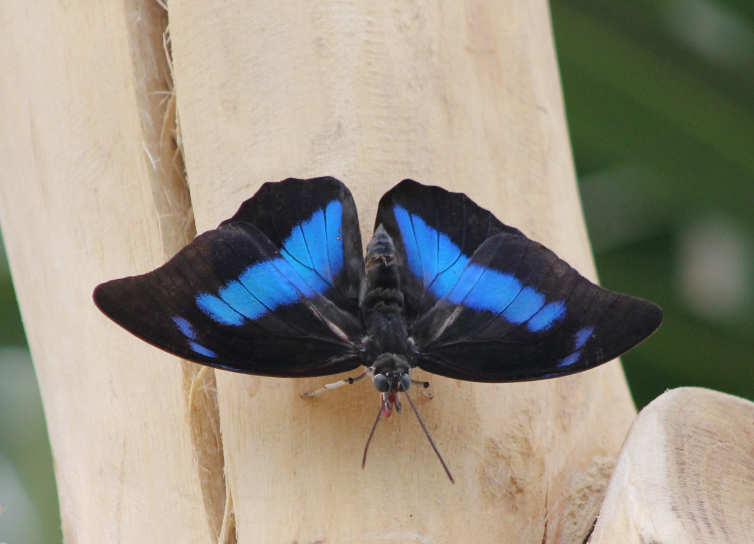 One spotted prepona (Archaeoprepona demophon)