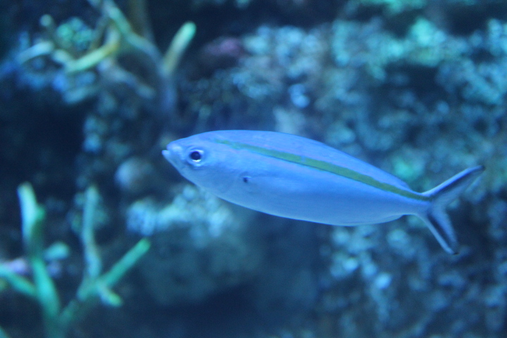 One-stripe fusilier (Pterocaesio tessellata) - BXSea
