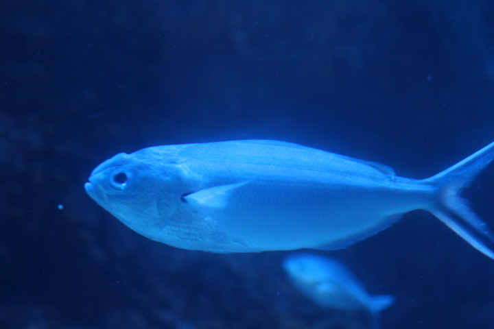 One-stripe fusilier (Pterocaesio tessellata)