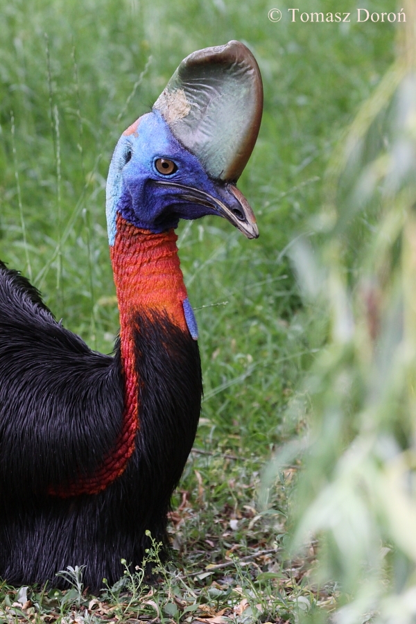 One-wattled Cassowary (Casuarius unappendiculatus rufotinctus) - female
