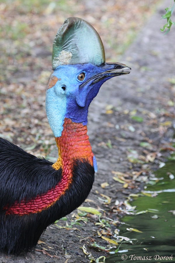 One-wattled Cassowary (Casuarius unappendiculatus rufotinctus) - female