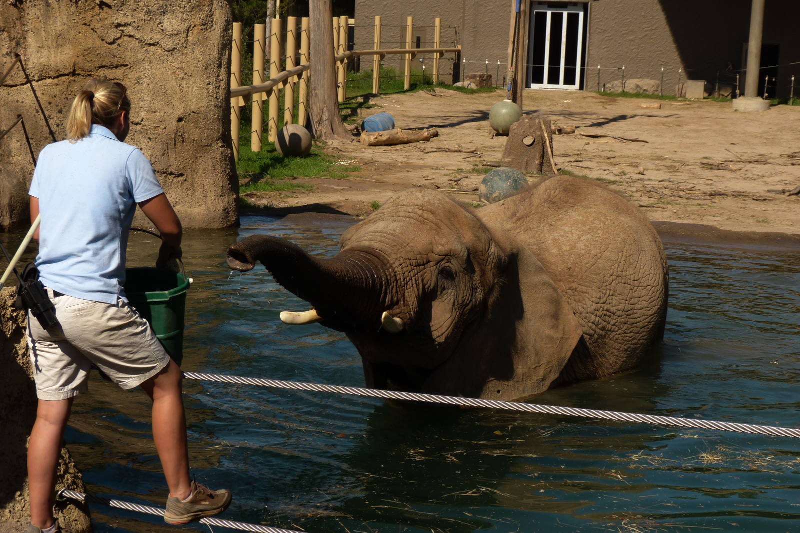 One Way to Get an Elephant in the pool