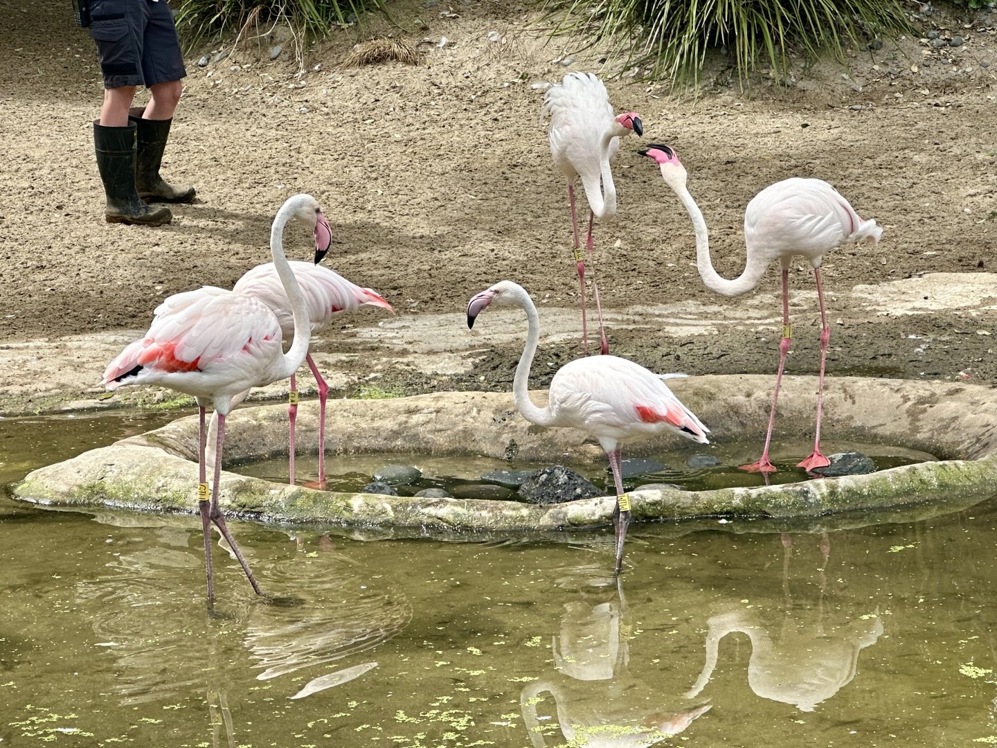 One Year Old Greater Flamingos