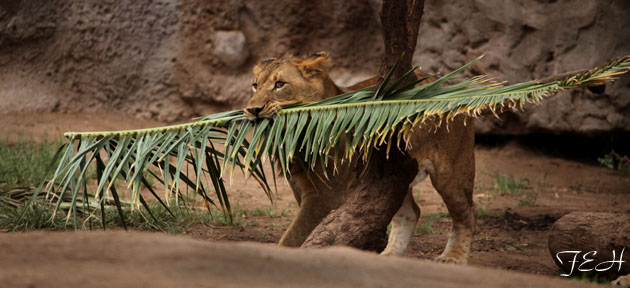 one year old lion cub