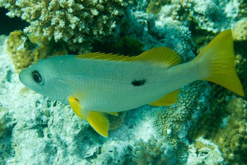 Onespot Snapper (Lutjanus monostigma)