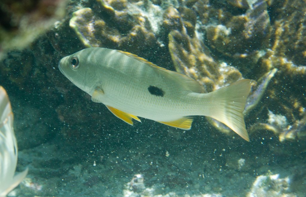 Onespot Snapper (Lutjanus monostigma)