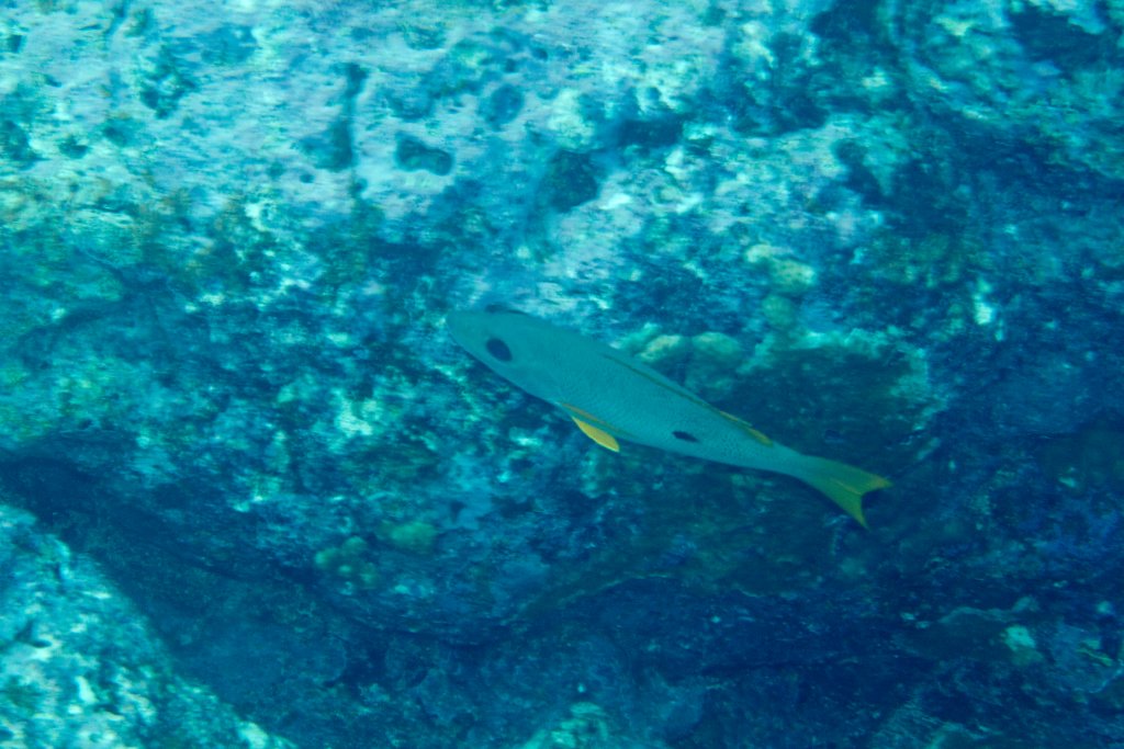 Onespot Snapper (Lutjanus monostigma)