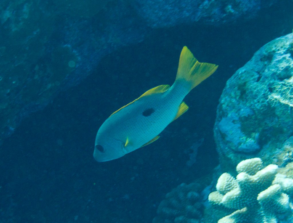 Onespot Snapper (Lutjanus monostigma)