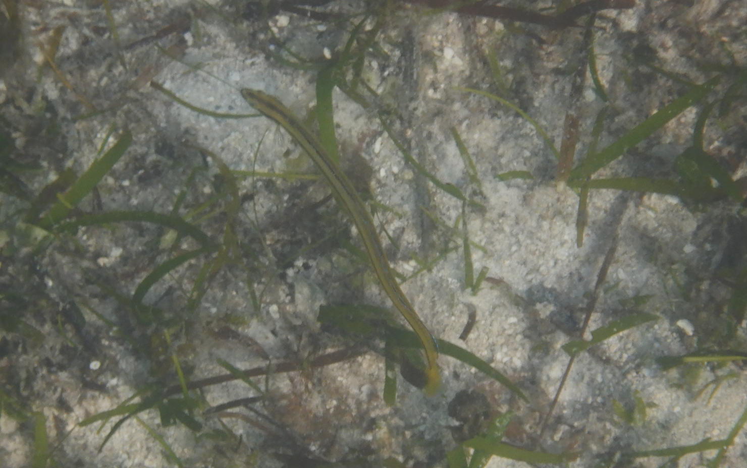 Onestripe Wormfish (Gunnellichthys pleurotaenia) - Green Island
