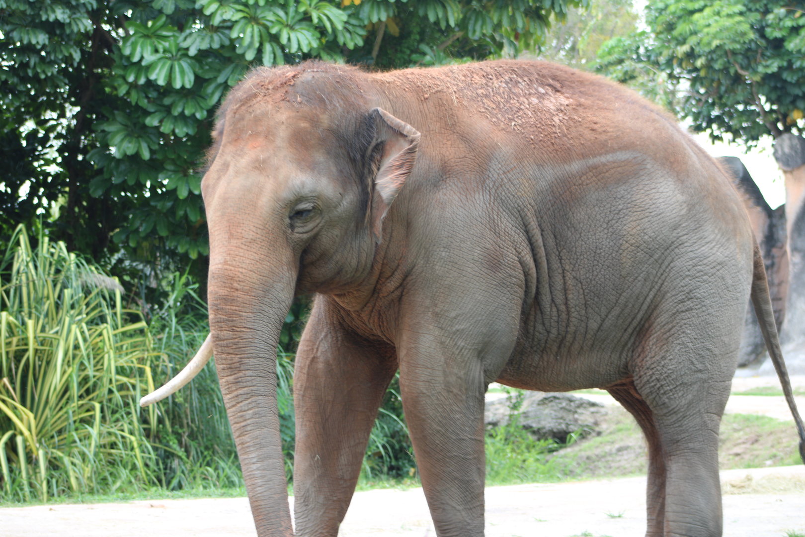 Ongard the Asian Elephant (Elephas maximus)