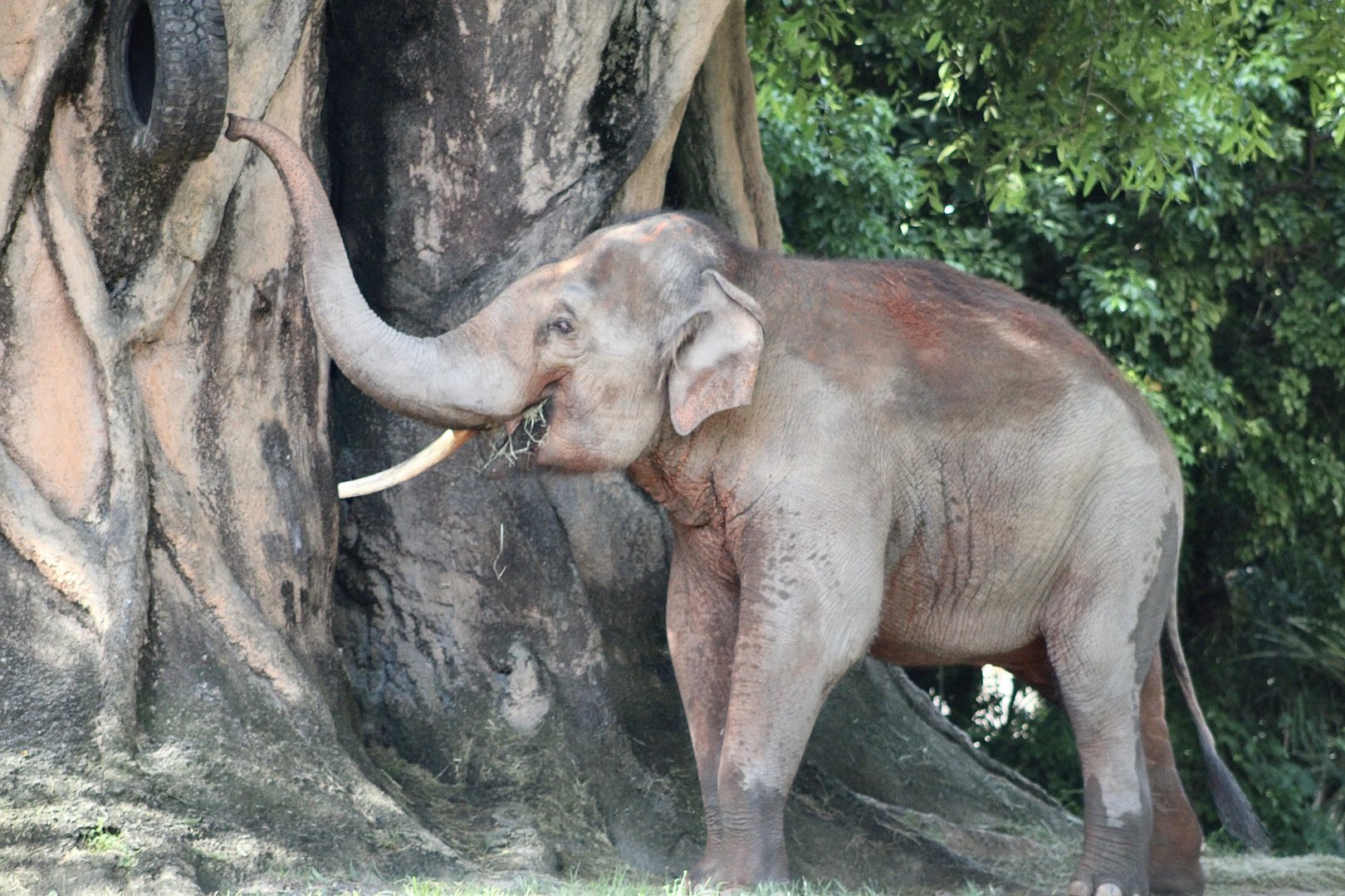 Ongard the Asian Elephant (Elephas maximus)