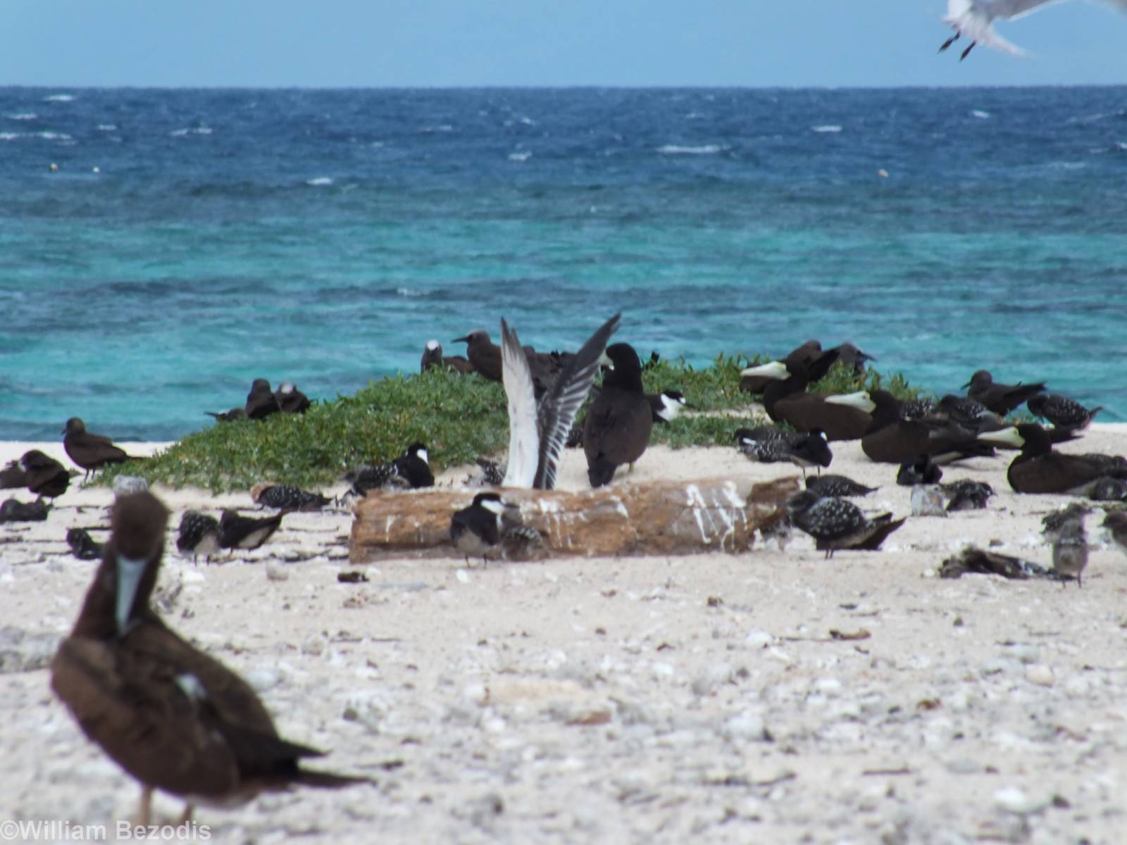Only Area of Vegetation on the Cay