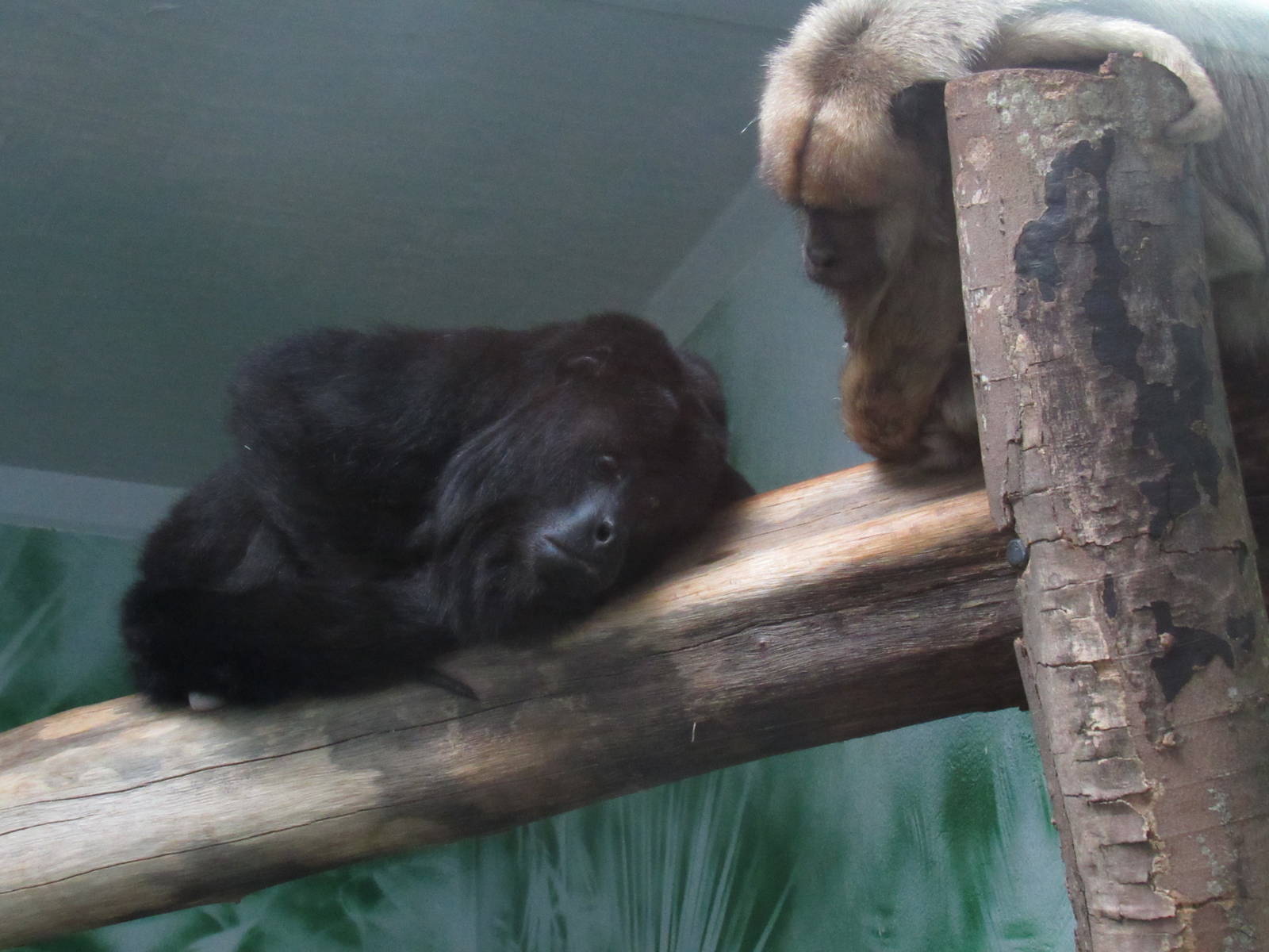 Only Guatemalan Mantled Howlers in USA