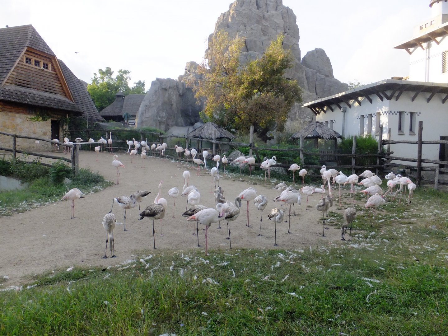 Only half of Budapest Zoo's Greater flamingoes