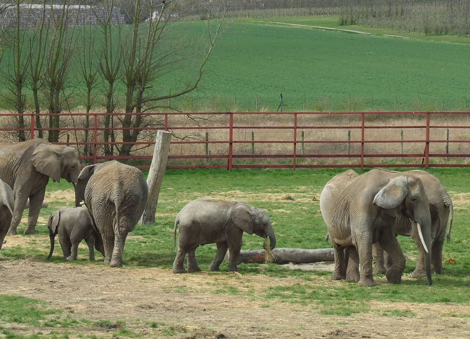 Only half of the African Elephant herd