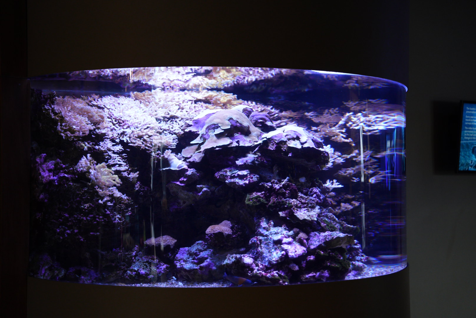 "Only in Hawaii" Tank (Last Look)