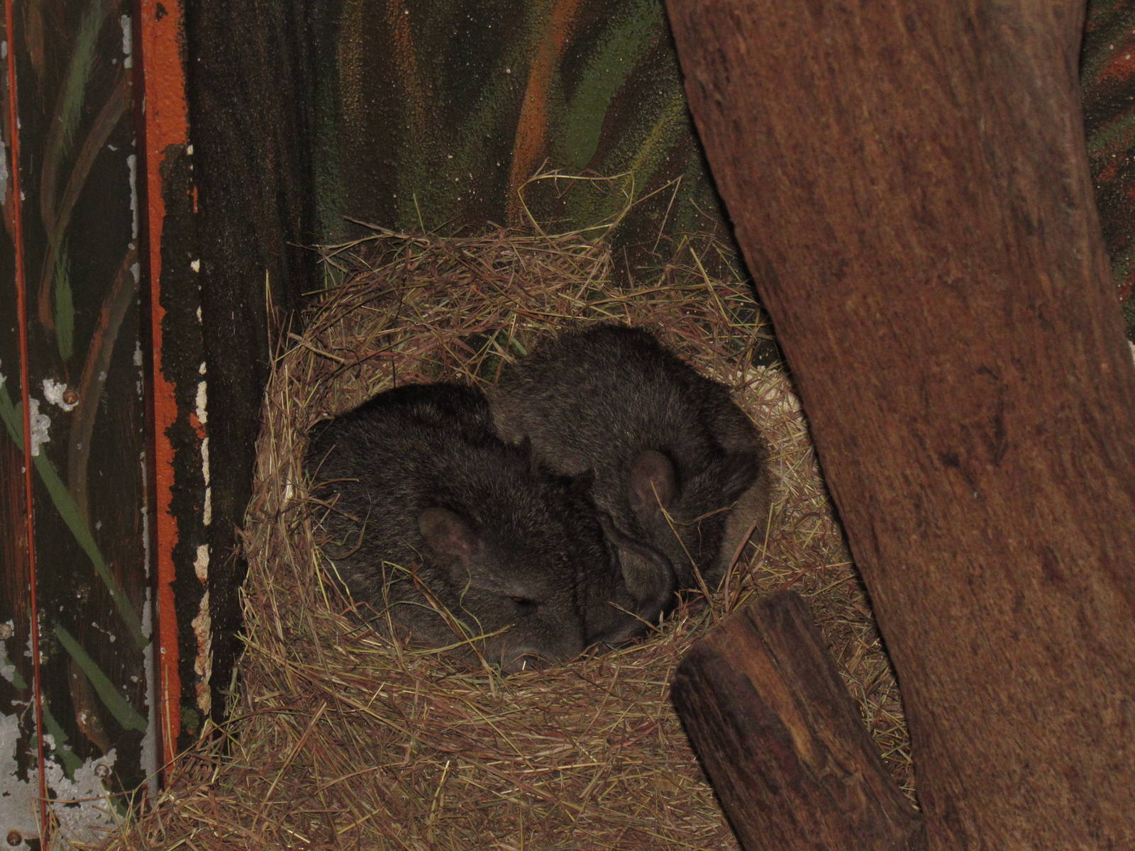 Only Long-Nosed Potoroos in USA