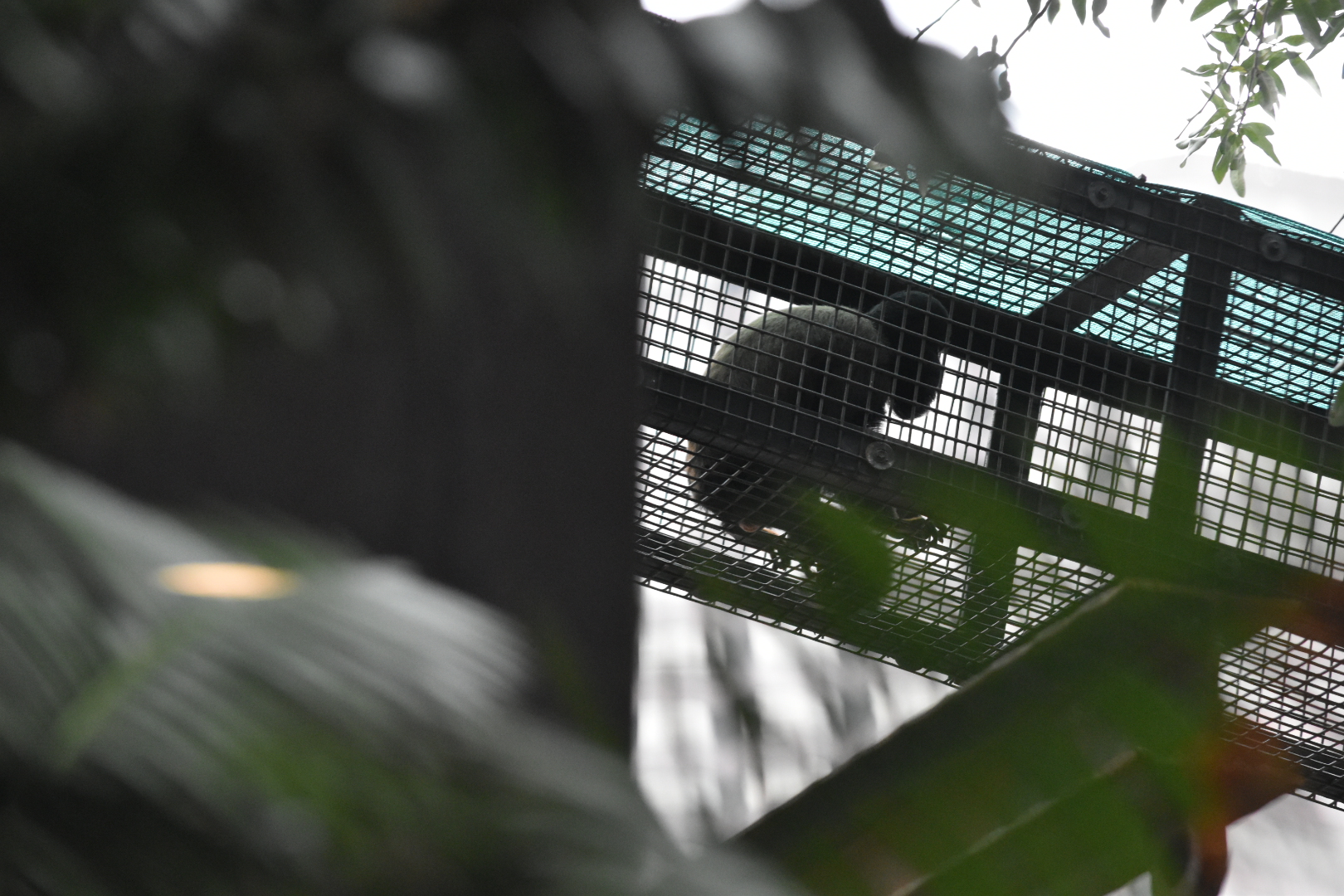 Only place to see Red Backed Bearded Saki Monkeys at the Aquarium