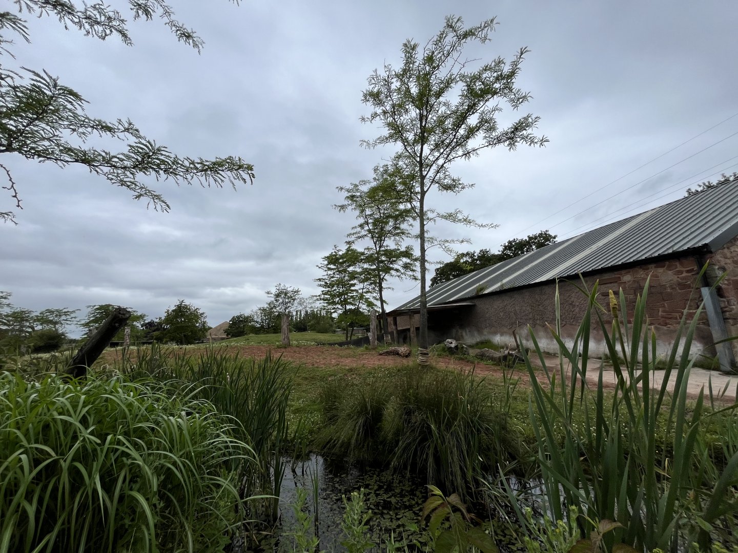 Only view of the Black rhinoceros enclosure 29.6.24