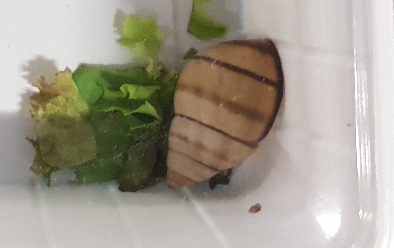 Onthalicus floridensis