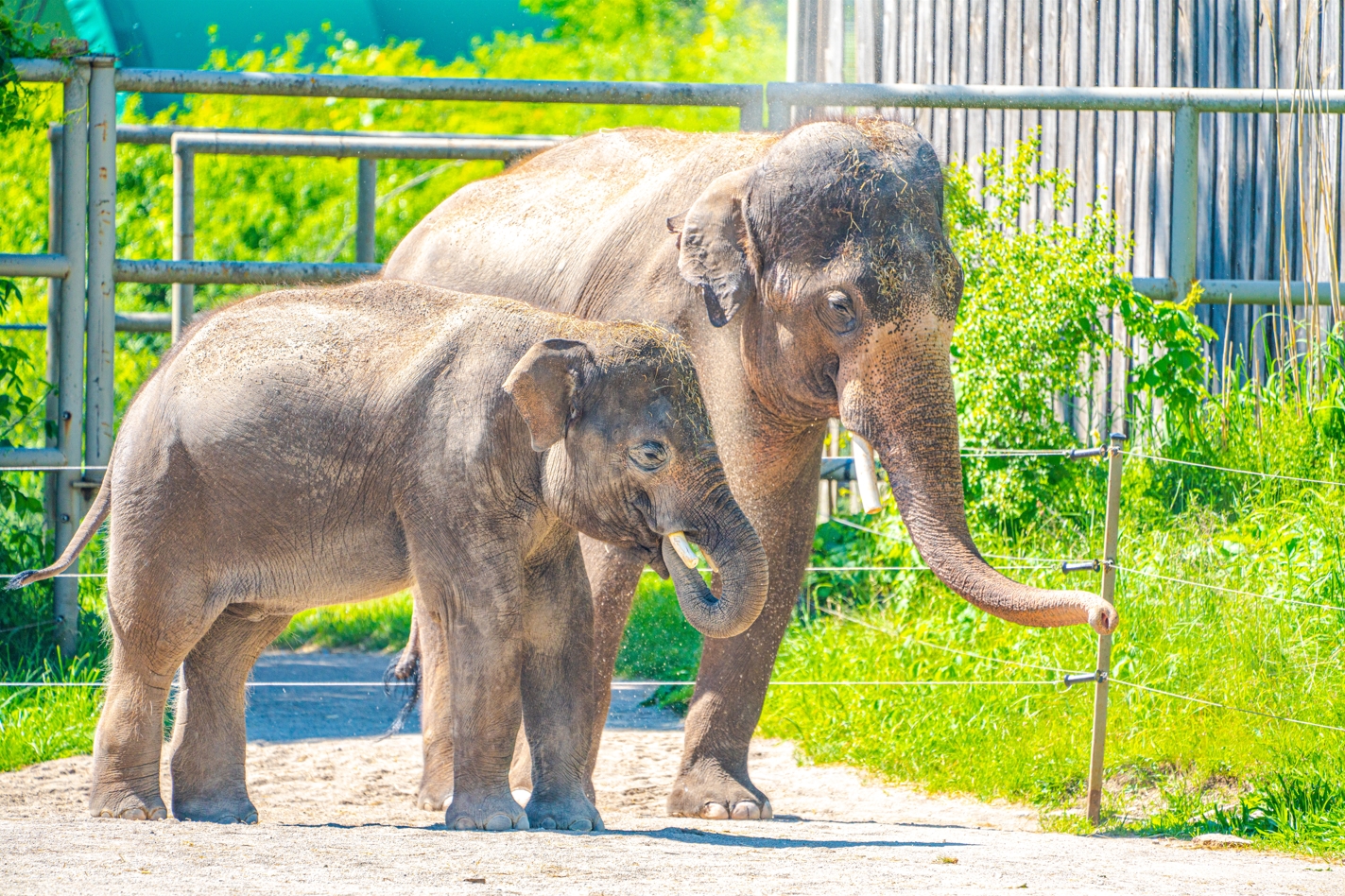 Onyk & George the male Asian Elephants