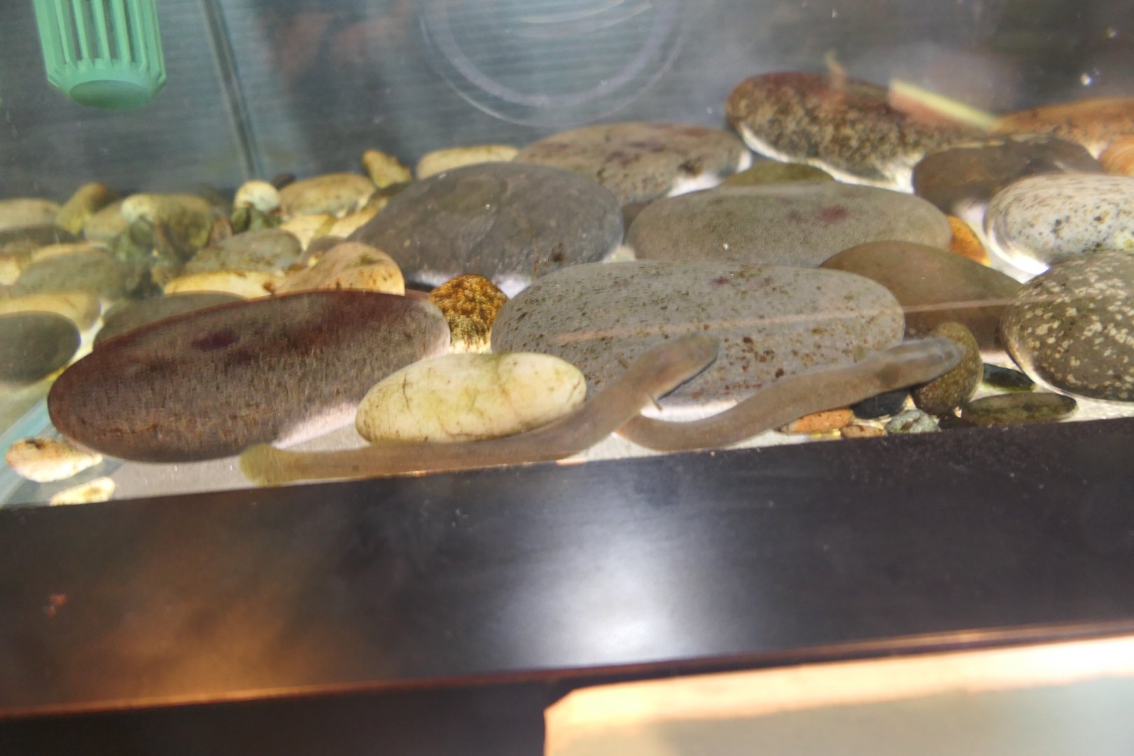 Oomimizuhaze (Luciogobius grandis) - Uozu Aquarium