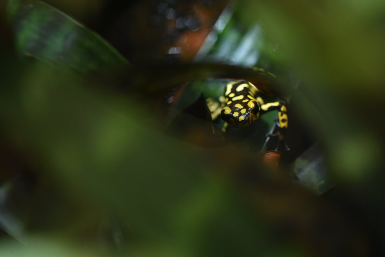 Oophaga anchicayensis