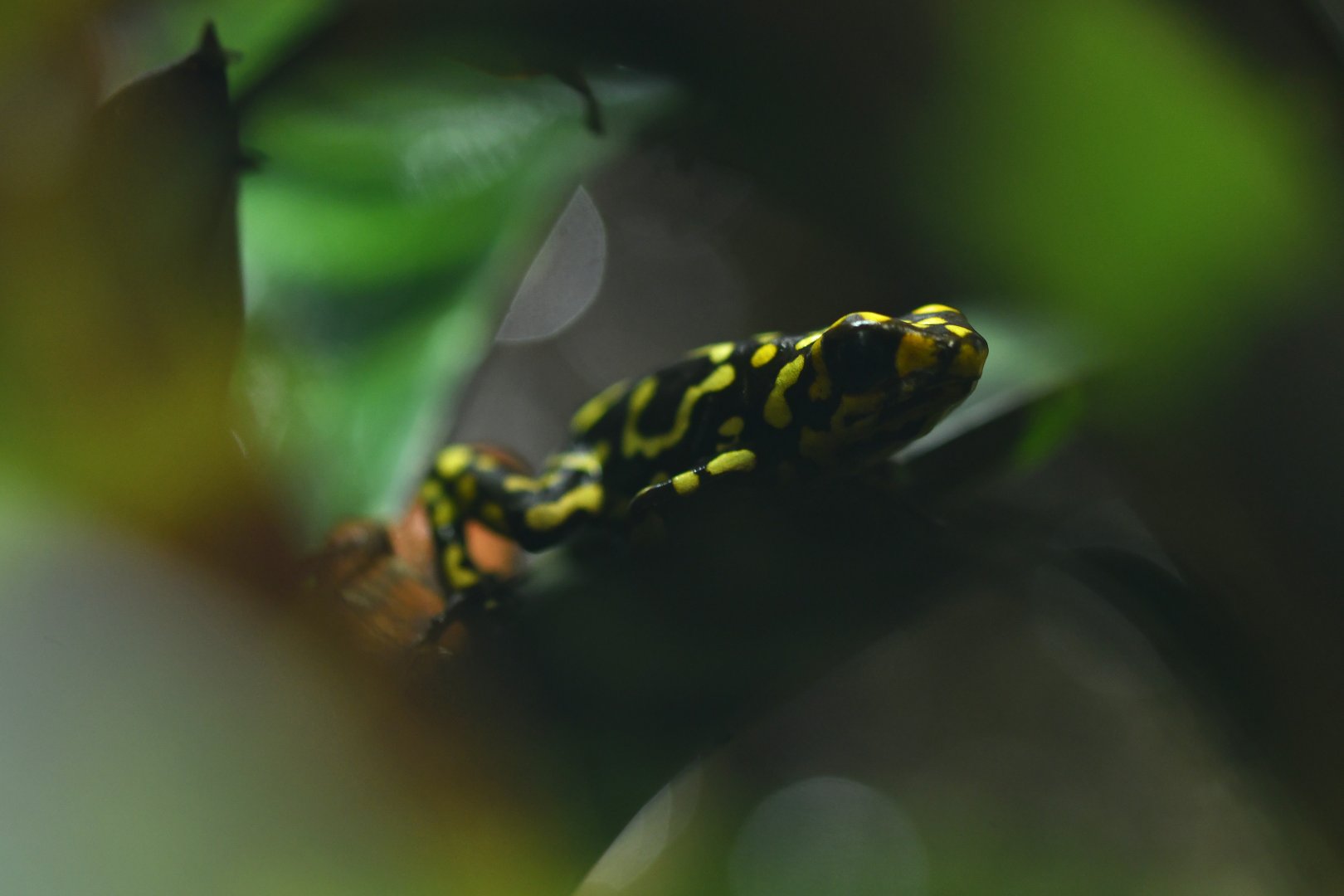 Oophaga anchicayensis