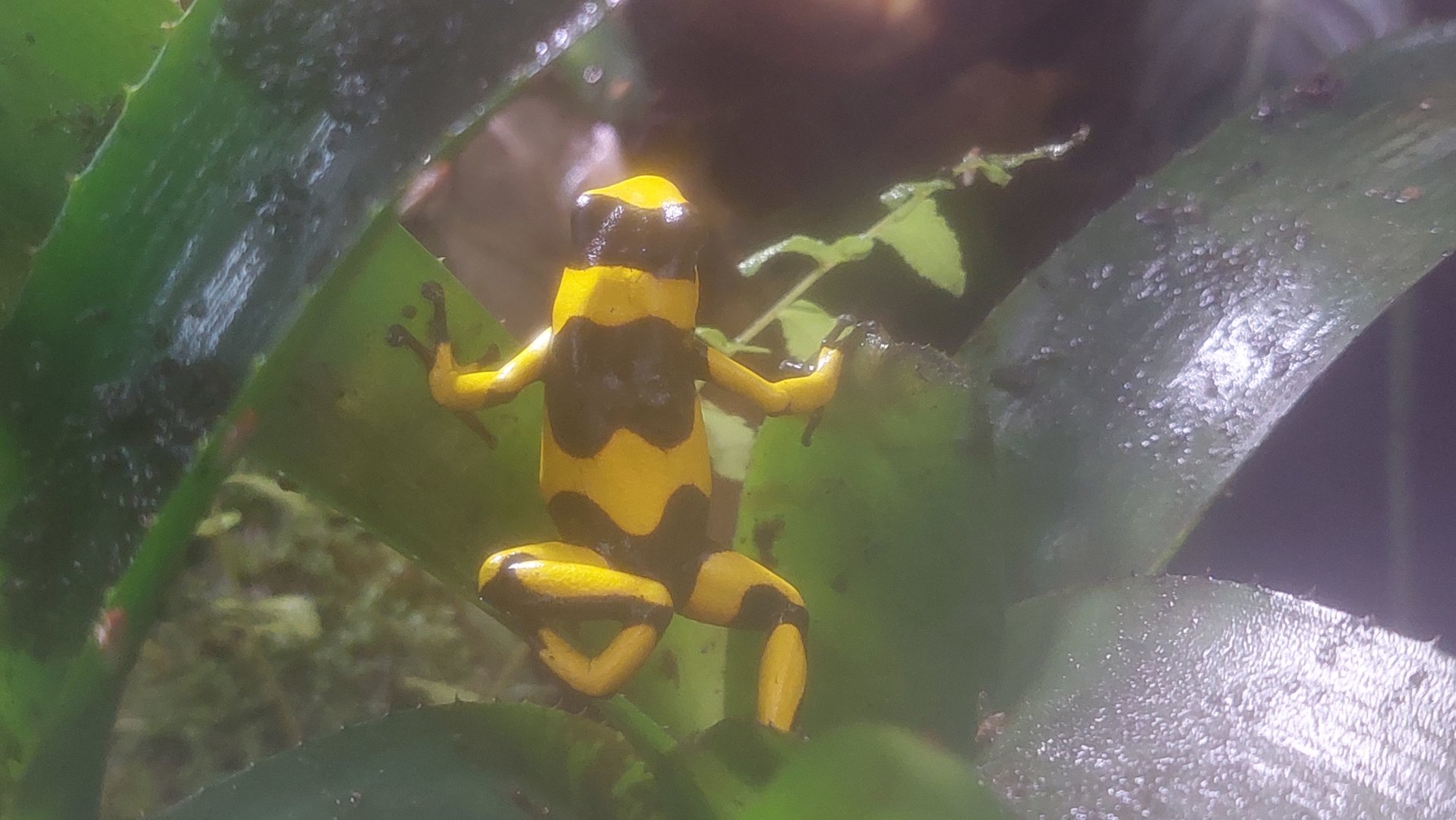 Oophaga Lehmanni- Lehmann's Poison Frog