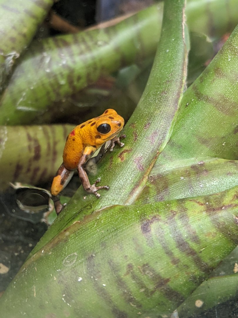 Oophaga pumilio bastimentos