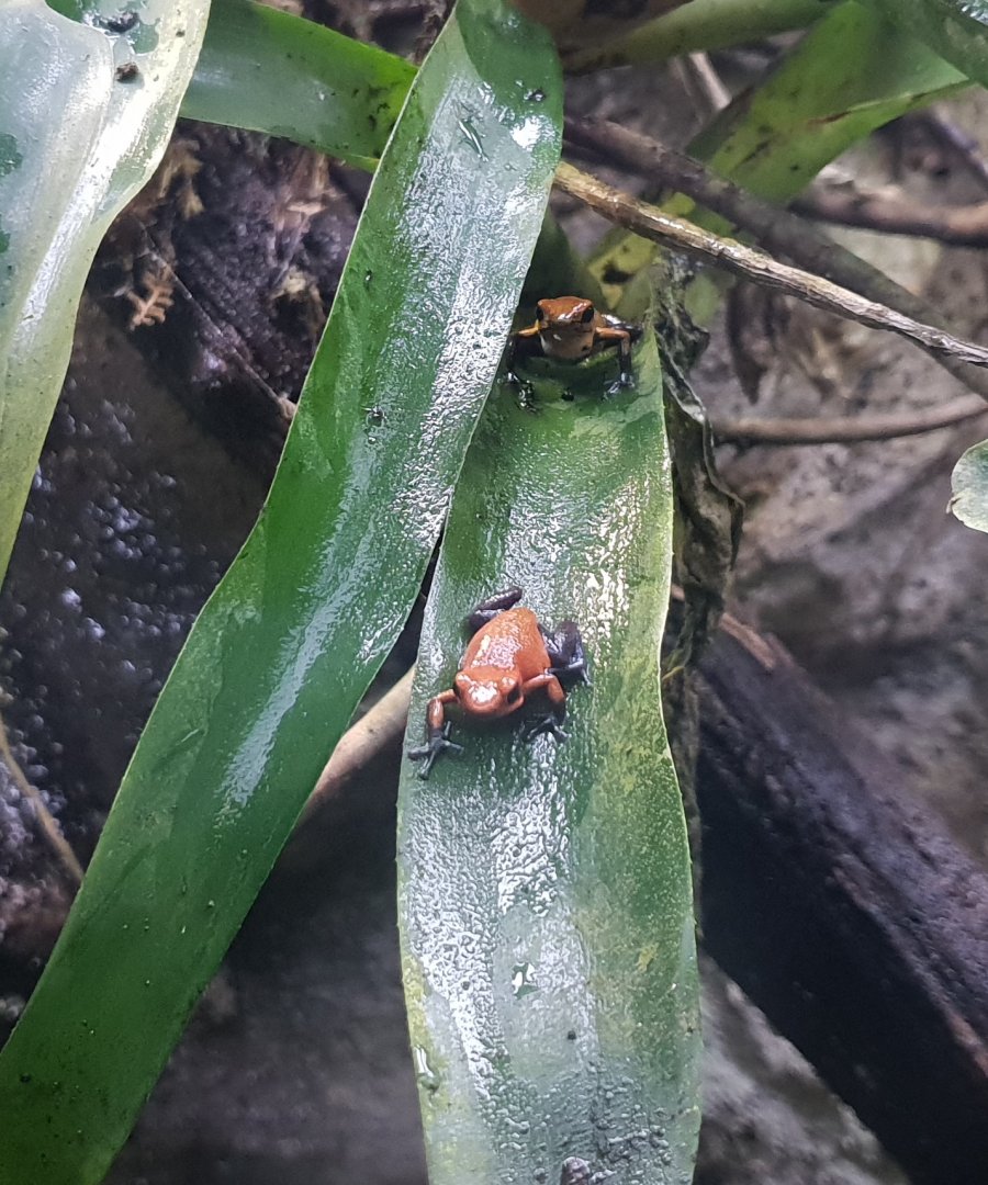 Oophaga pumilio