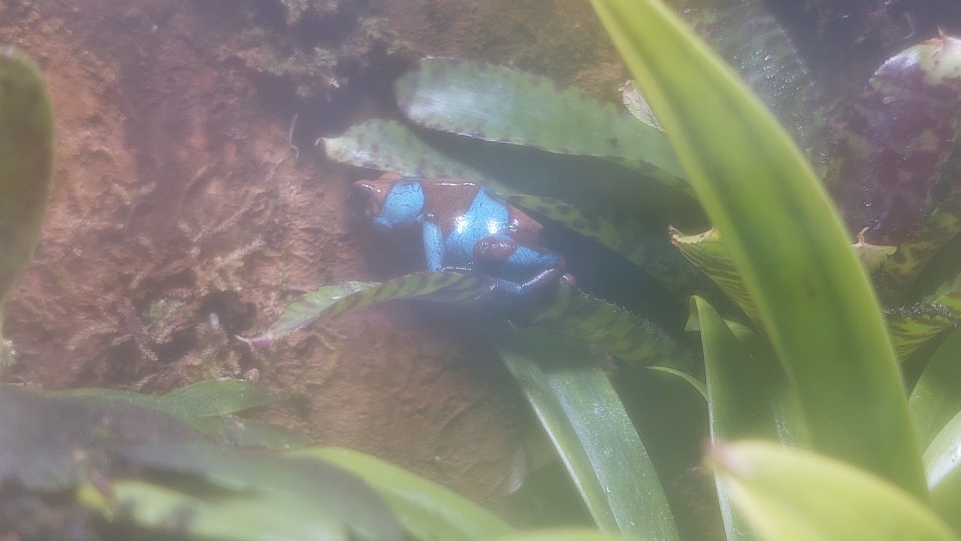 Oophaga sp. ID histrionica morph?