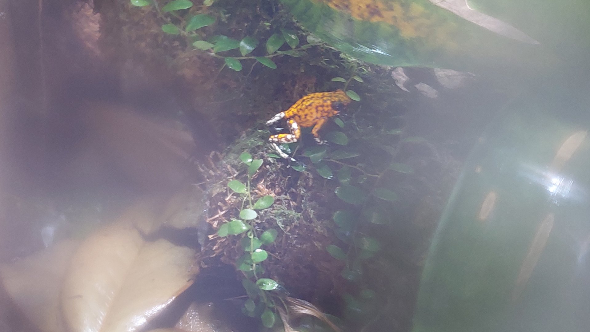 Oophaga sylvatica- Diablito poison frog