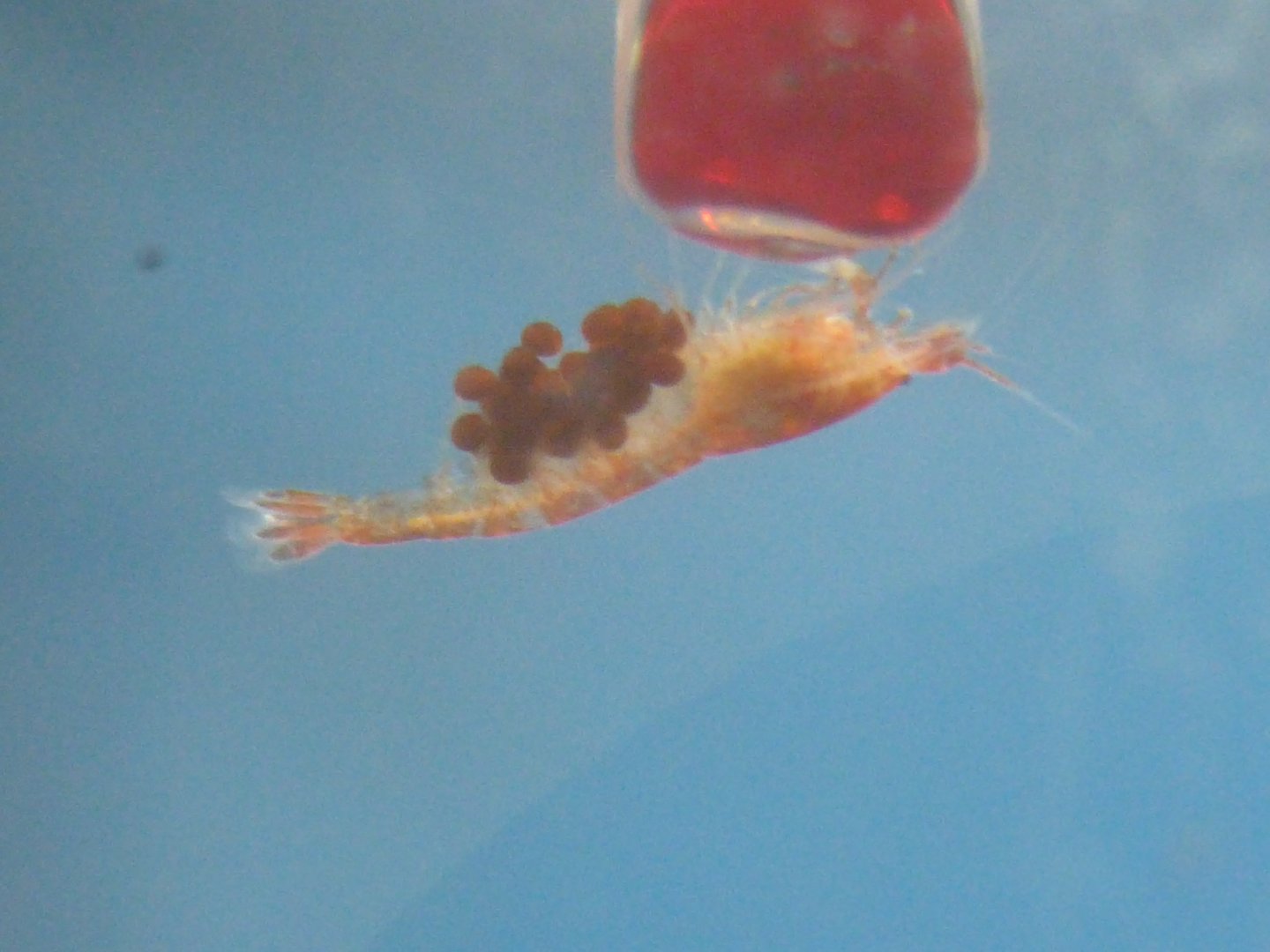 ʻōpaeʻula berried female